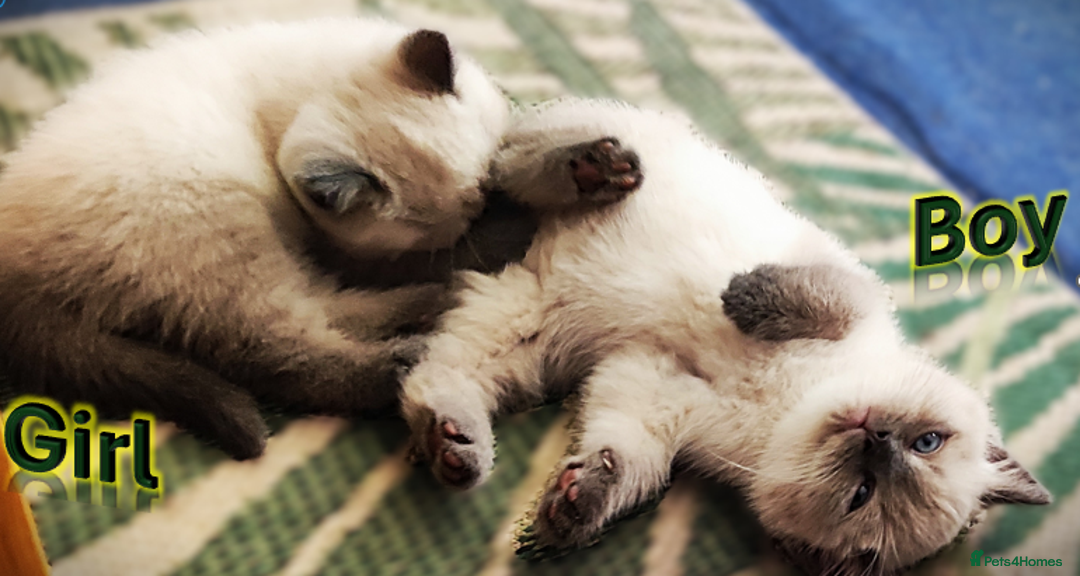 British Shorthair cats for sale: BSH Kittens Ready For New Homes Now - Image 6