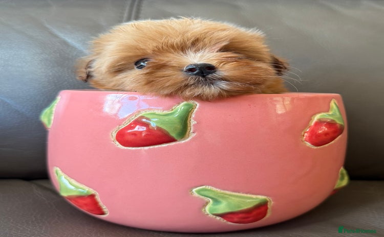 Maltipoo dogs - Advert 2