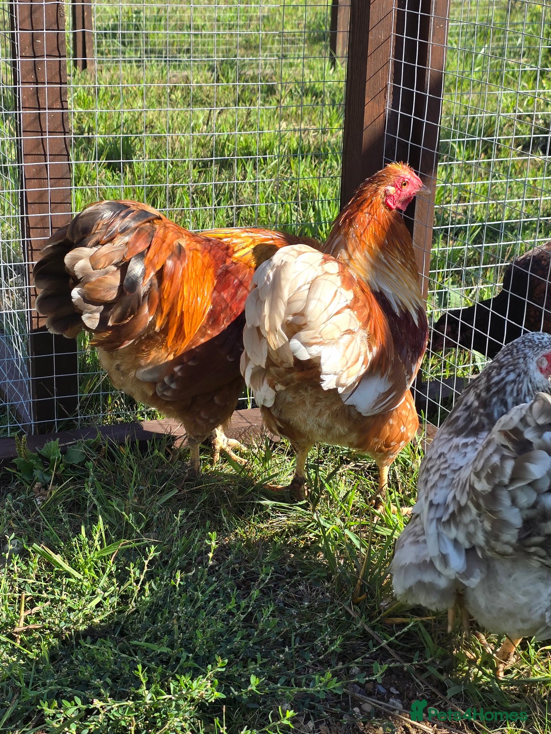 Chickens poultry for sale: Wyandotte Bantams  - Image 5