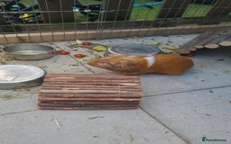 Guinea Pig rodents for sale: 2x male guinea pigs  - Image 5