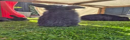 Mini Lop rabbits for sale: Beautiful Mini lop bunnies  - Advert 5