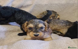 Cockapoo dogs for sale: Super Socialised F1 Cockapoo Puppies. DNA TESTED.  - Image 31