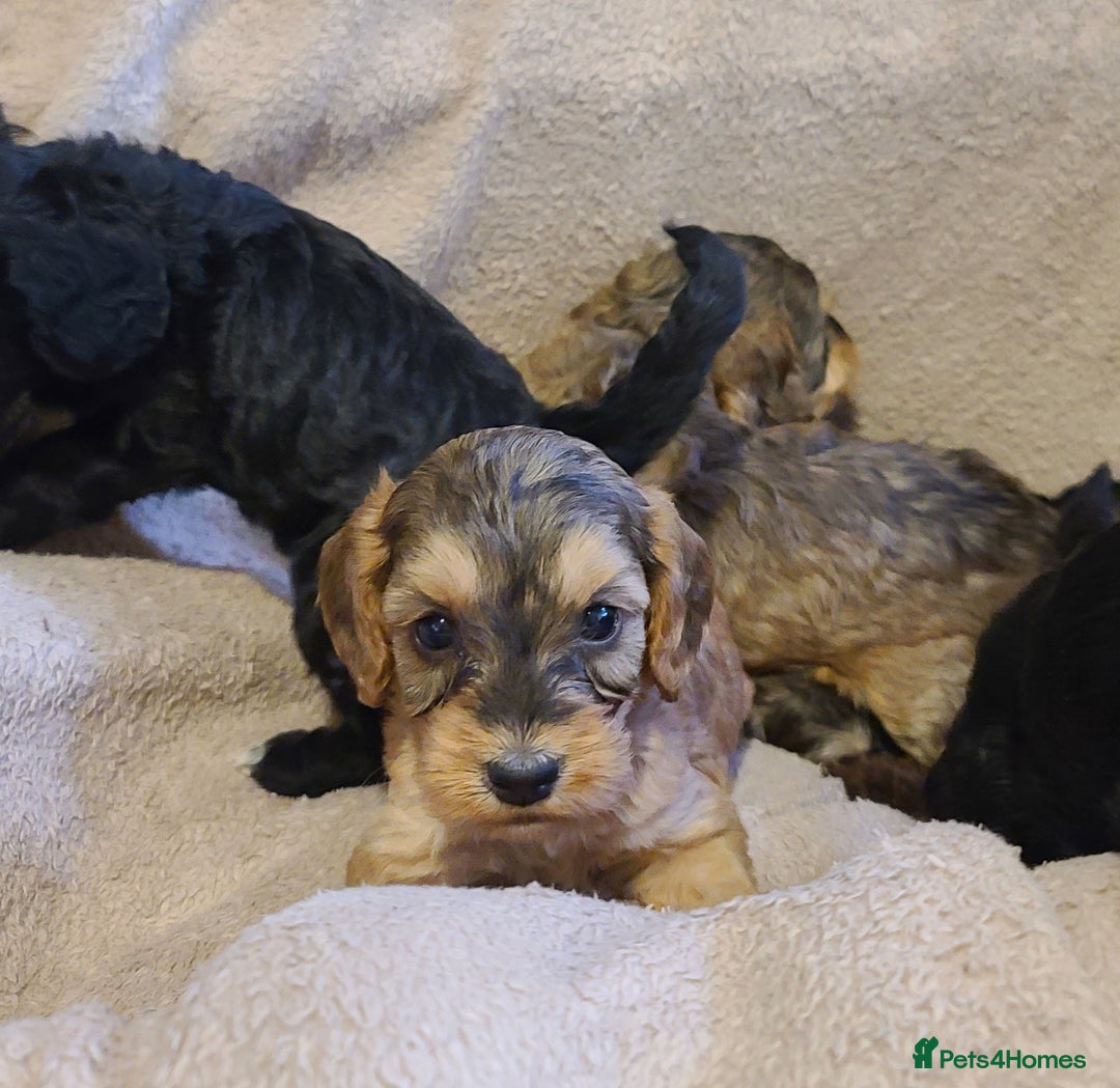Cockapoo dogs for sale: Super Socialised F1 Cockapoo Puppies. DNA TESTED.  - Image 31