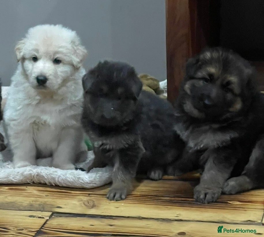 German Shepherd dogs Health tested straight back, long coat puppies  - Advert 6