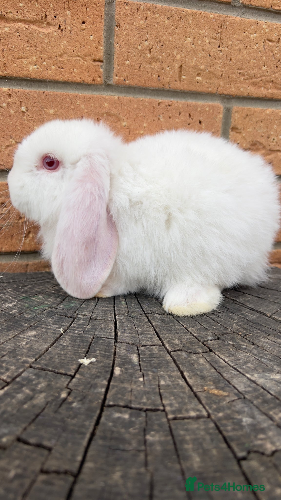 French Lop rabbits Quality Pedigree French Lops by Lincolnshire Lops - Advert 1