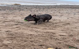 French Bulldog dogs for sale: MALE FRENCHIE LOOKING FOR NEW HOME - Image 3