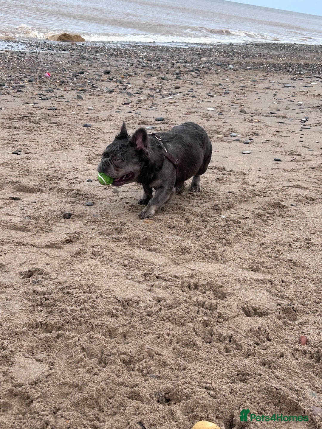French Bulldog dogs for sale: MALE FRENCHIE LOOKING FOR NEW HOME - Image 3