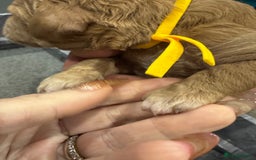 Goldendoodle dogs for sale: Golden doodles f1b - Advert 28