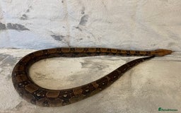 Boa Snake reptiles for sale: Baby Boa Constrictor  - Image 12