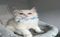 Ragdoll cats for sale: REGISTERED Ragdoll kittens HCM/PKD clear - Image 11