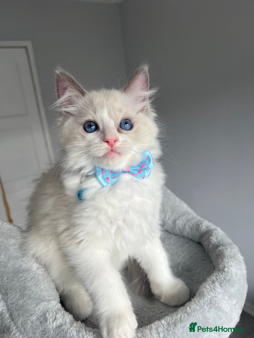 Ragdoll cats for sale: REGISTERED Ragdoll kittens HCM/PKD clear - Image 11