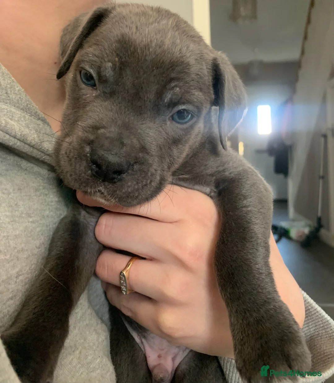 Cane Corso dogs for sale: Blue Male Cane Corso - Advert 1