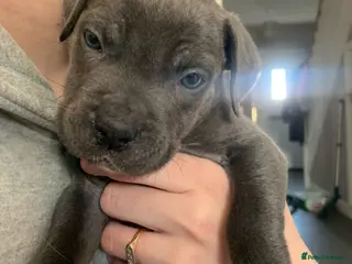 Cane Corso dogs Blue female Cane Corso - Advert 6