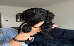 Cockapoo dogs for sale: 🐾Beautiful PRA CLEAR F2 Cockapoo puppies 🐾  - Image 18