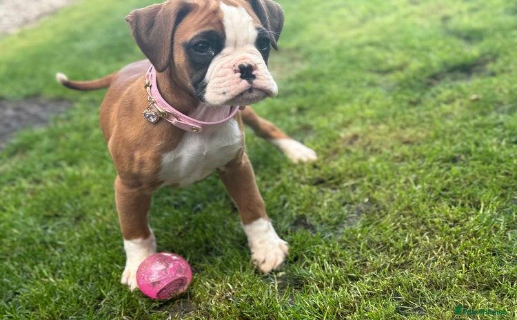 Boxer dogs - Advert 2