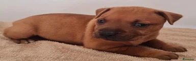Staffordshire Bull Terrier 3