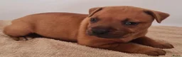 Staffordshire Bull Terrier dogs for sale: Gorgeous Red Staffordshire Bull Terrier Puppies. - Advert 4