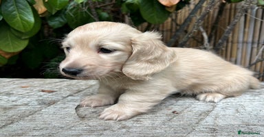 Miniature Dachshund dogs - Advert 2