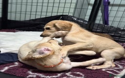 Saluki dogs for sale: Saluki  - Image 16