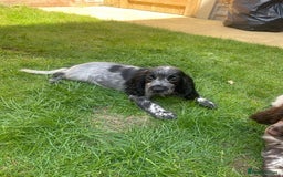 Cocker Spaniel dogs for sale: BEAUTIFUL COCKER SPANIEL PUPPIES - Image 5
