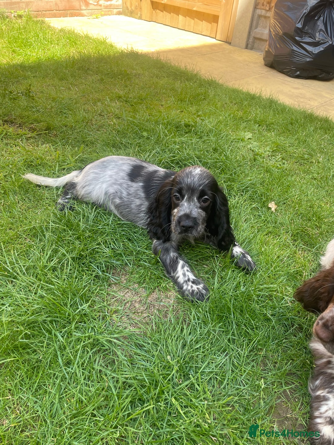Cocker Spaniel dogs for sale: BEAUTIFUL COCKER SPANIEL PUPPIES - Image 5