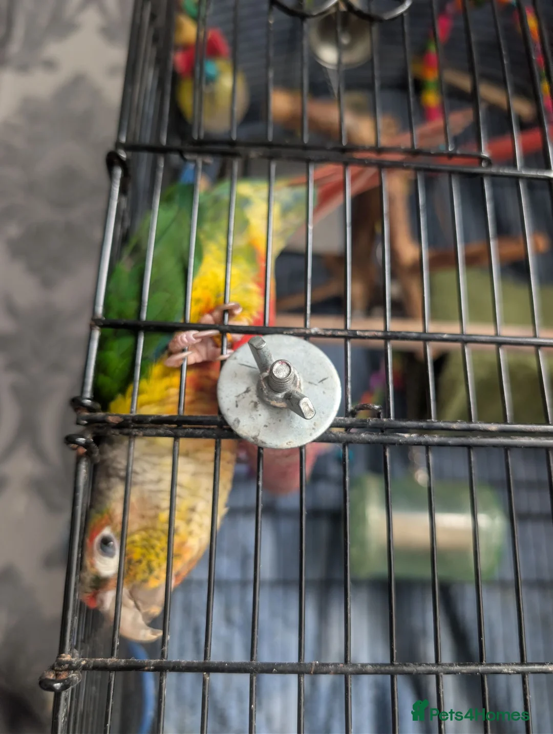 Conures birds for sale: Semi tame pineapple conure for sale - Advert 2