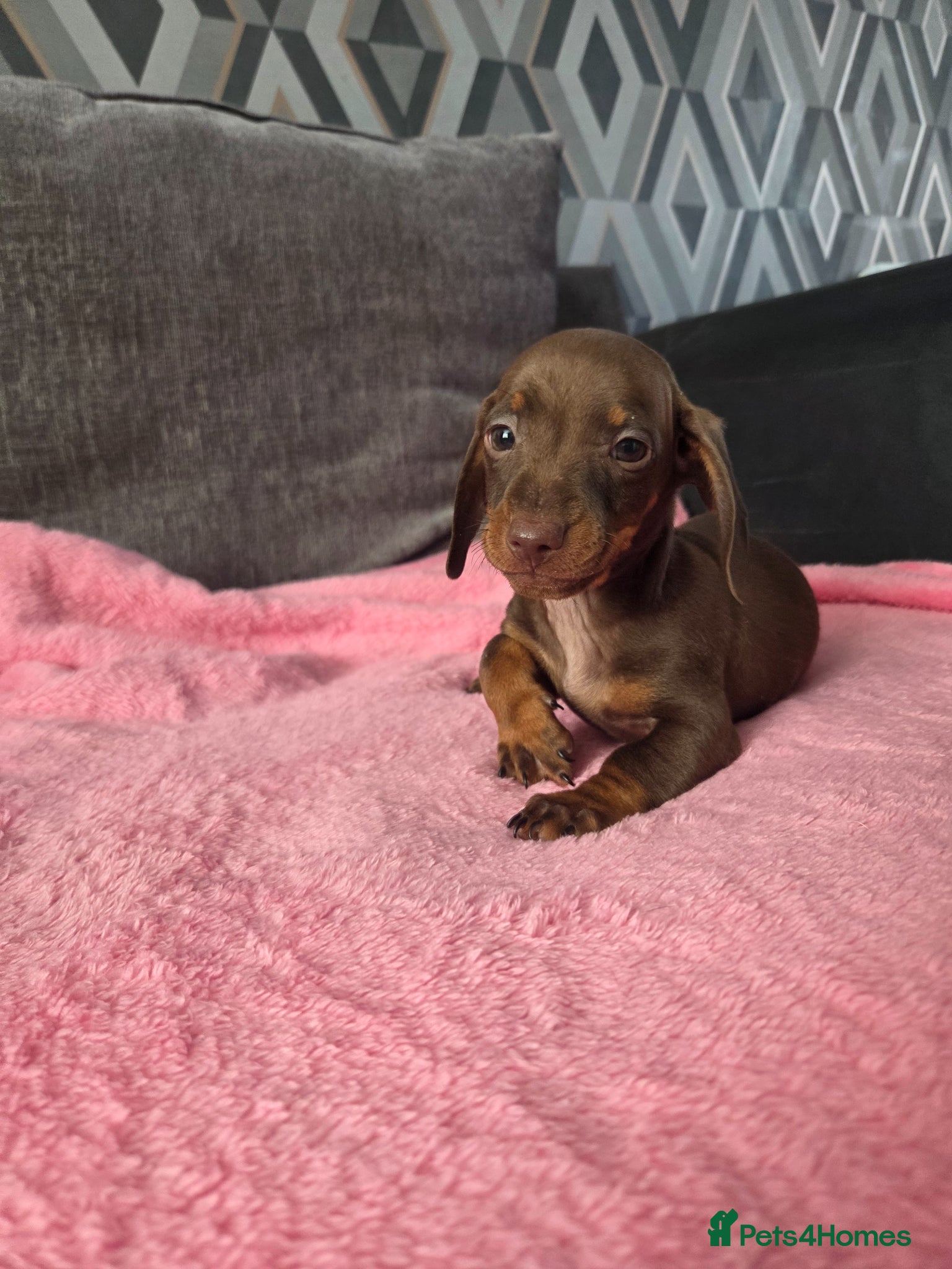 Miniature Dachshund dogs Beautiful Miniature dachshund pups  - Advert 11