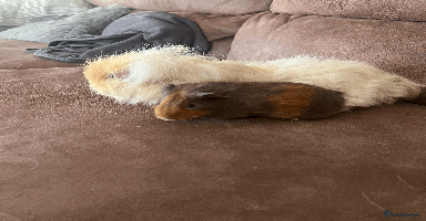 Guinea Pig rodents - Advert 4