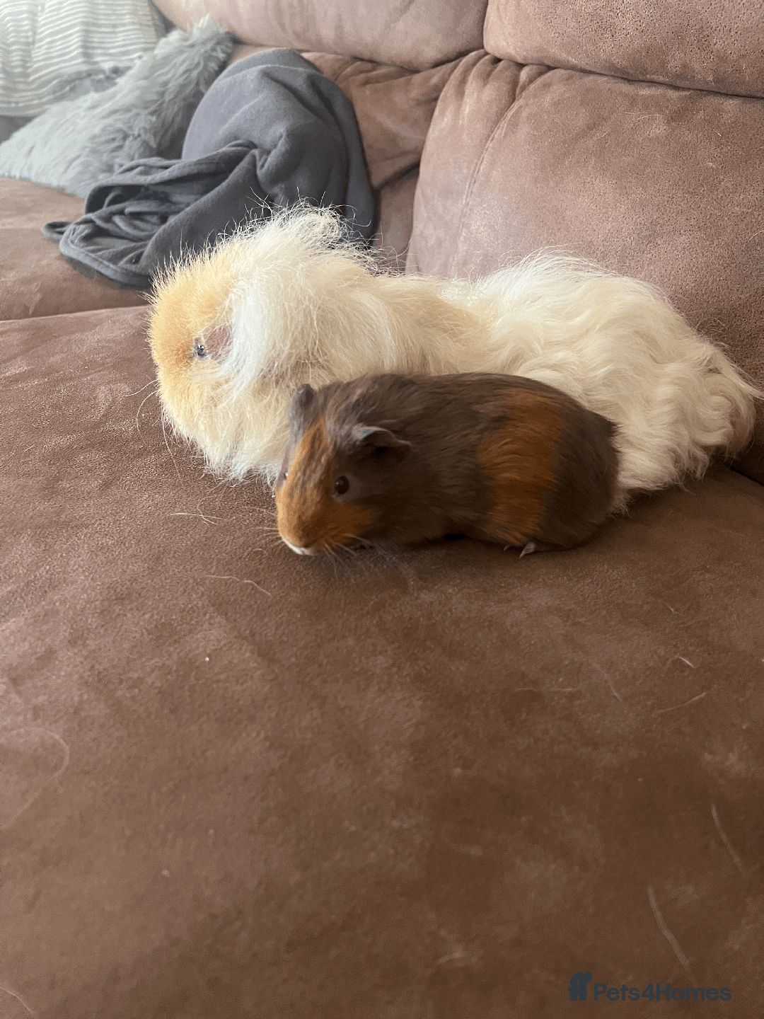 Guinea Pig rodents for sale: TWO FEMALE GUINEA PIGS FOR SALE - Image 2