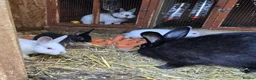 Mixed Breed rabbits for sale: Beautiful! in London - Advert 8