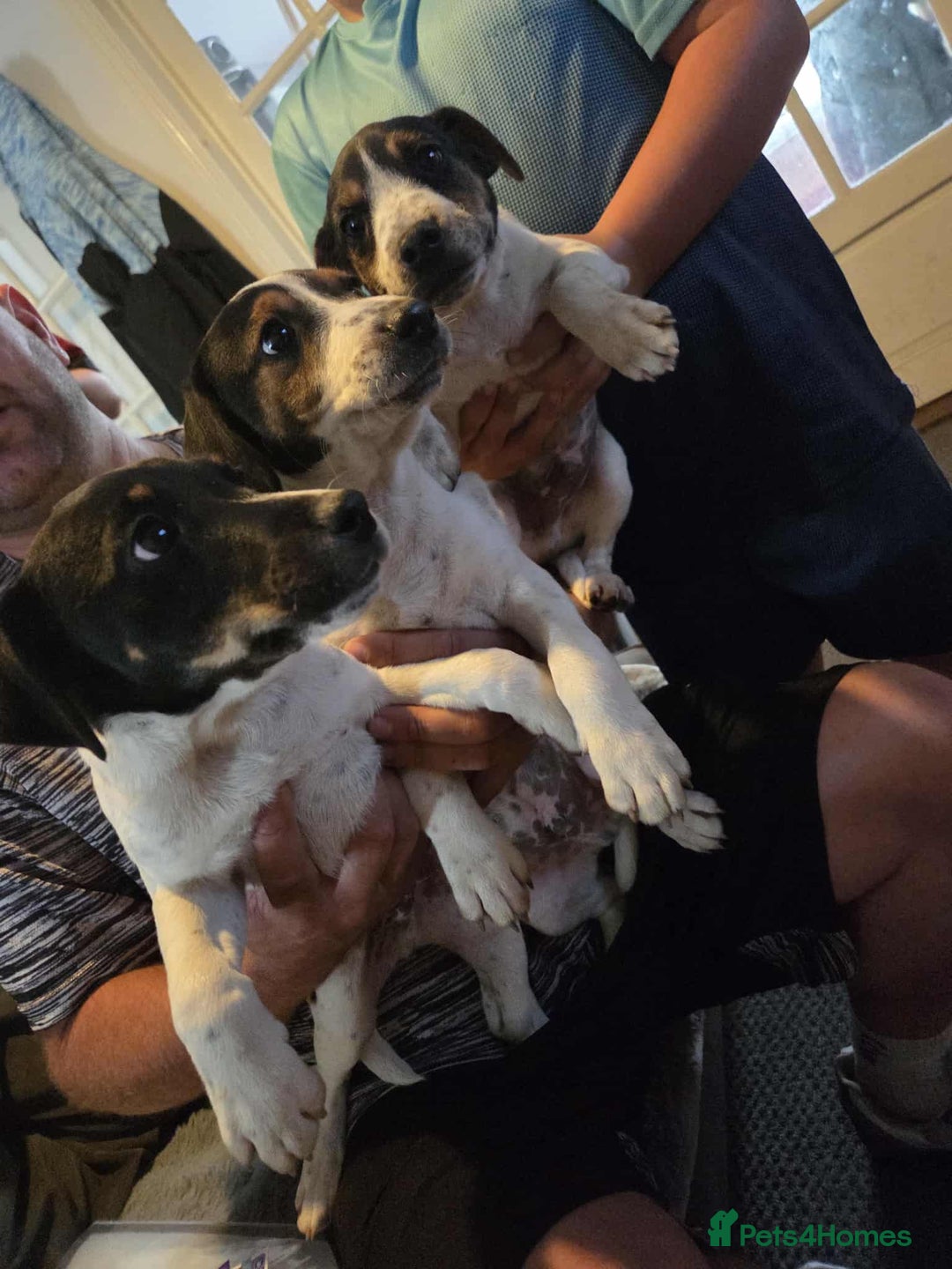Jack Russell dogs for sale: 2 beautiful jack Russell pups - Image 1