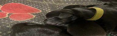 Mixed Breed Puppy 5