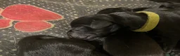Mixed Breed dogs for sale: Rottweiler X Lab puppies  - Advert 25