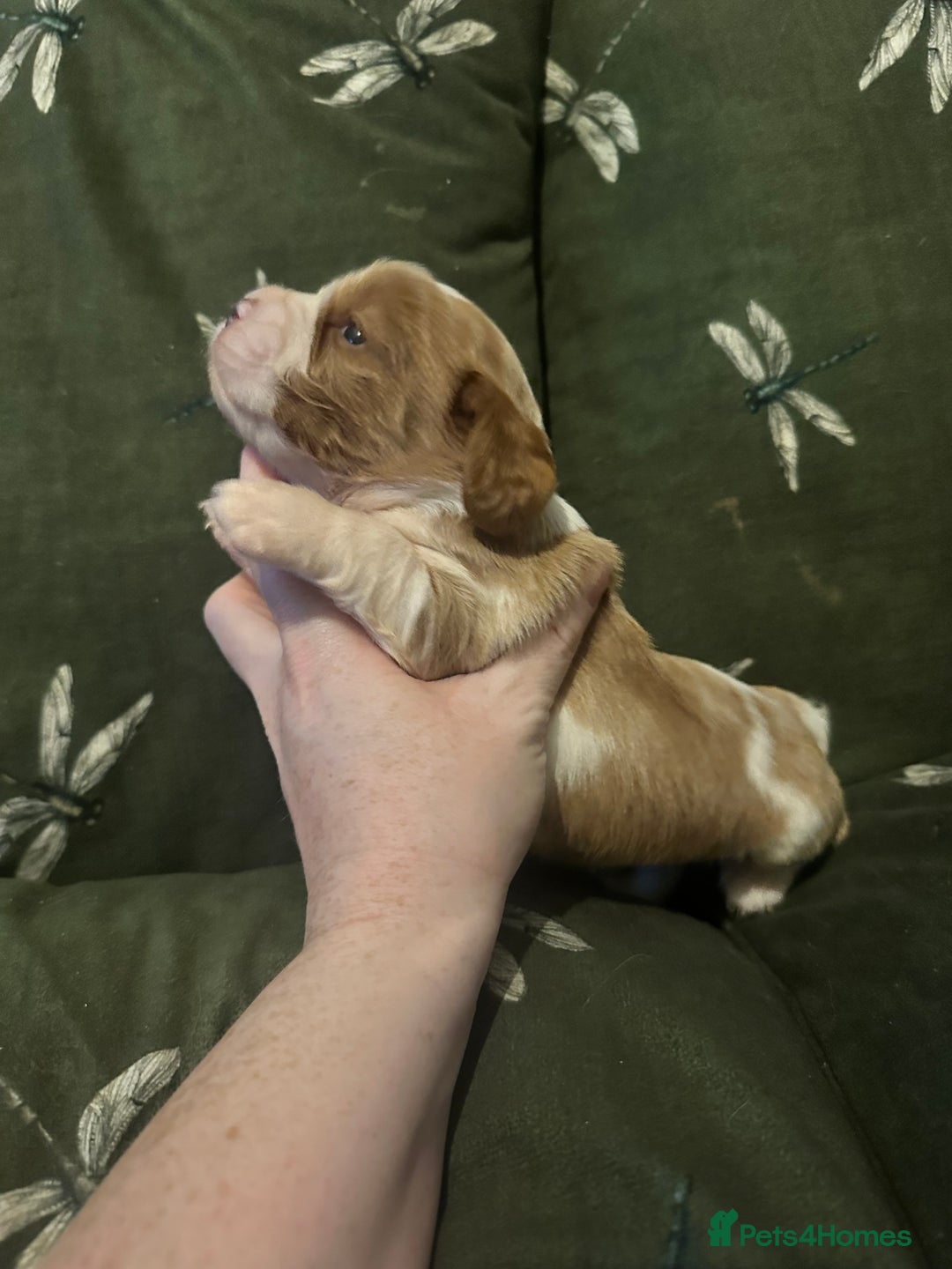 Cockalier dogs for sale: Cockalier puppies  - Advert 10