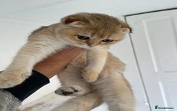 Scottish Fold cats for sale: SALE !!! LUXURY GOLDEN CHINCHILLA SCOTTISH FOLD  - Image 2