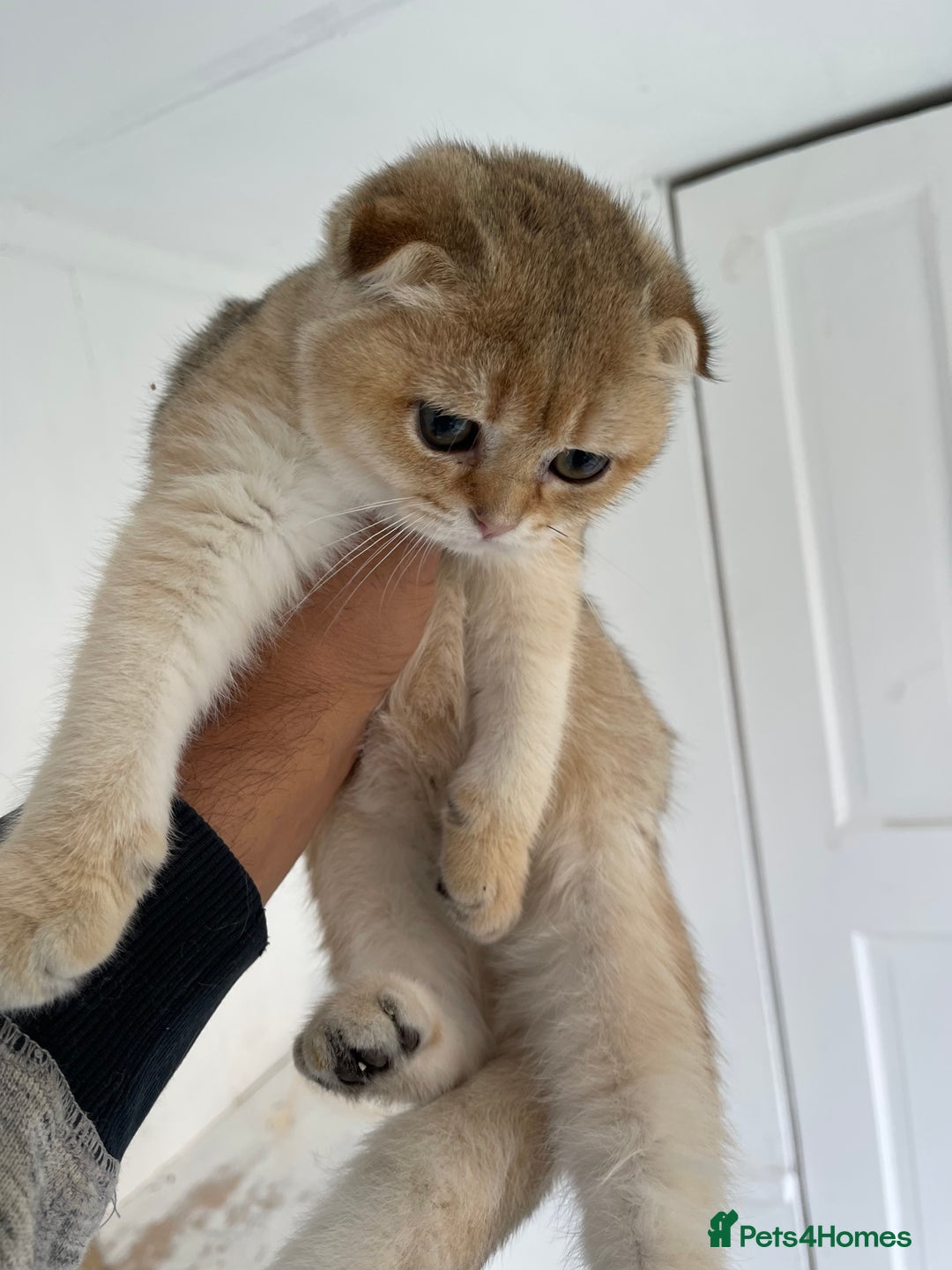 Scottish Fold cats for sale: SALE !!! LUXURY GOLDEN CHINCHILLA SCOTTISH FOLD  - Image 2