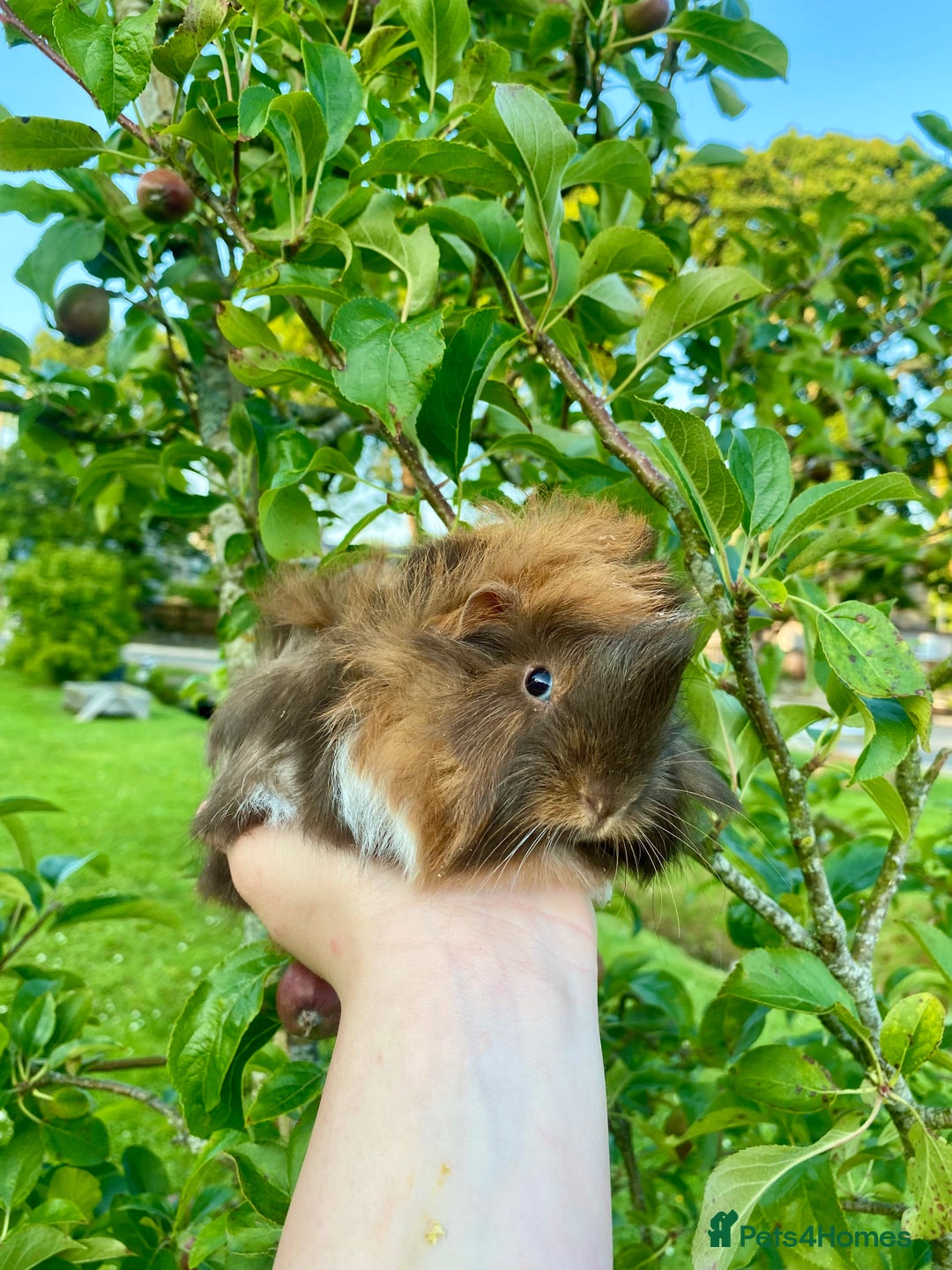 Guinea Pig rodents for sale: Long haired Guinea Pigs For Sale - Image 24