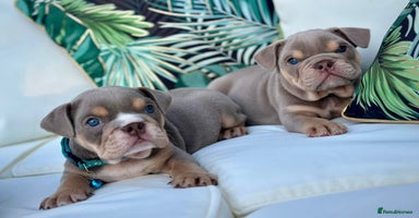 English Bulldog dogs - Advert 1