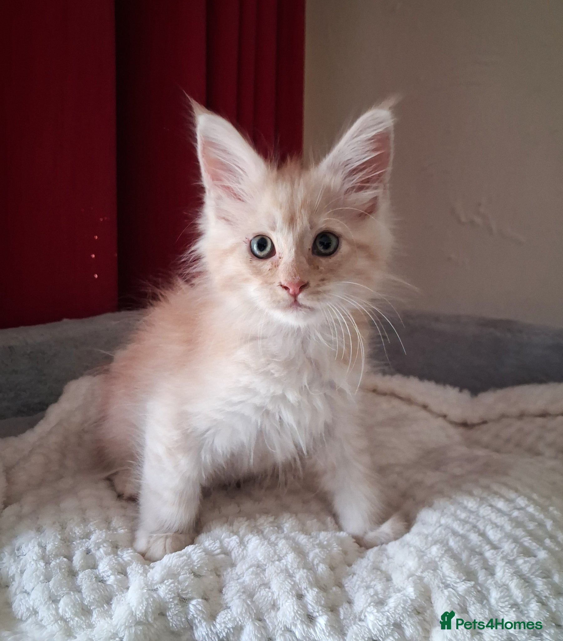 Maine Coon cats TICA Reg Maine Coon Kittens. Cream. Red. Tortie  - Advert 14