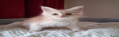 Maine Coon Kitten 1