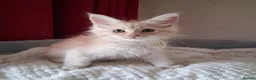 Maine Coon cats for sale: TICA Reg Maine Coon Kittens. Cream. Red. Tortie  - Advert 9