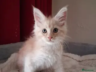 Maine Coon cats TICA Reg Maine Coon Kittens. Cream. Red. Tortie - Advert 14