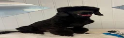 Standard Poodle dogs for sale: Starri’ PupStars   - standard poodle  - Advert 8