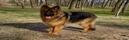 German Shepherd dogs for sale: Meet the Fabulous Manfredi  - Advert 3