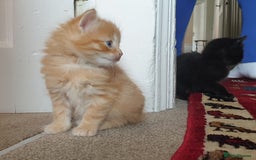 Mixed Breed cats for sale: Adorable kitten for sale - Image 12