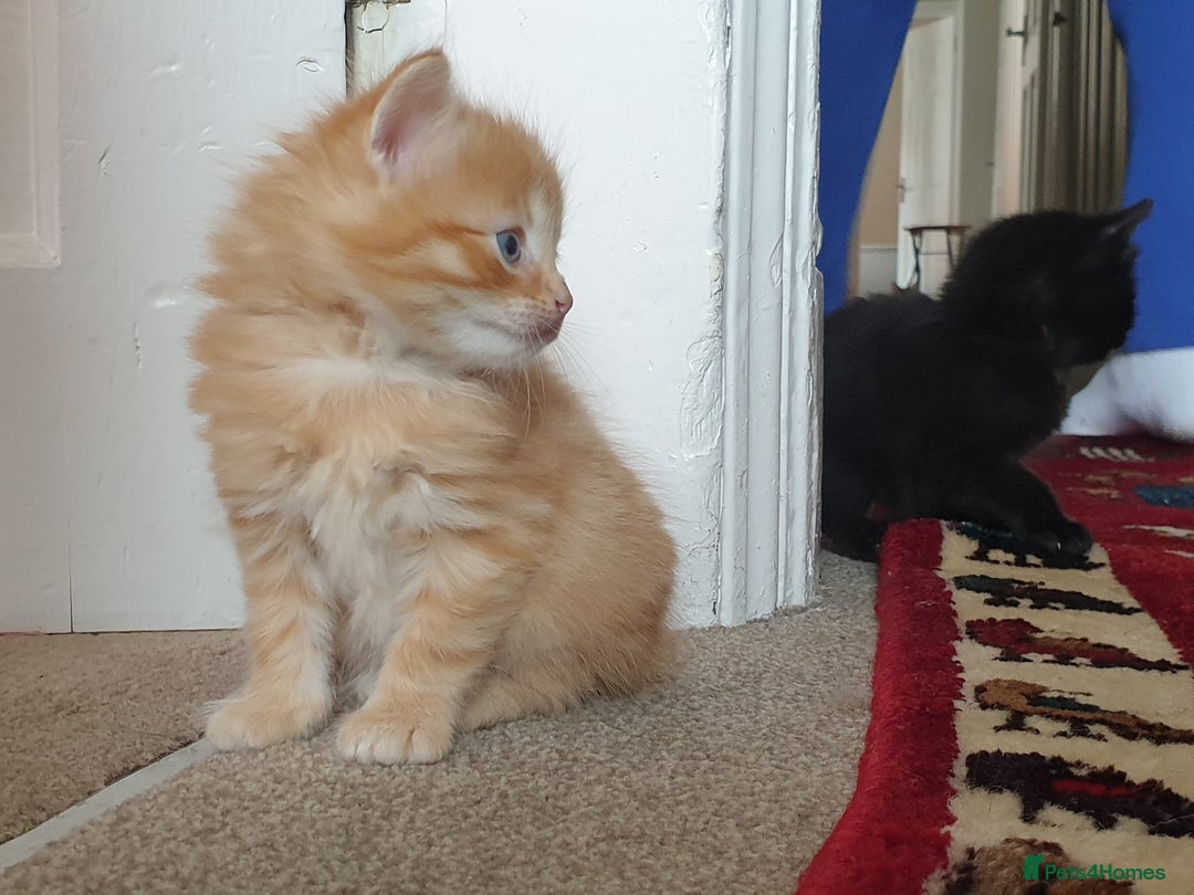 Mixed Breed cats for sale: Adorable kitten for sale - Image 12