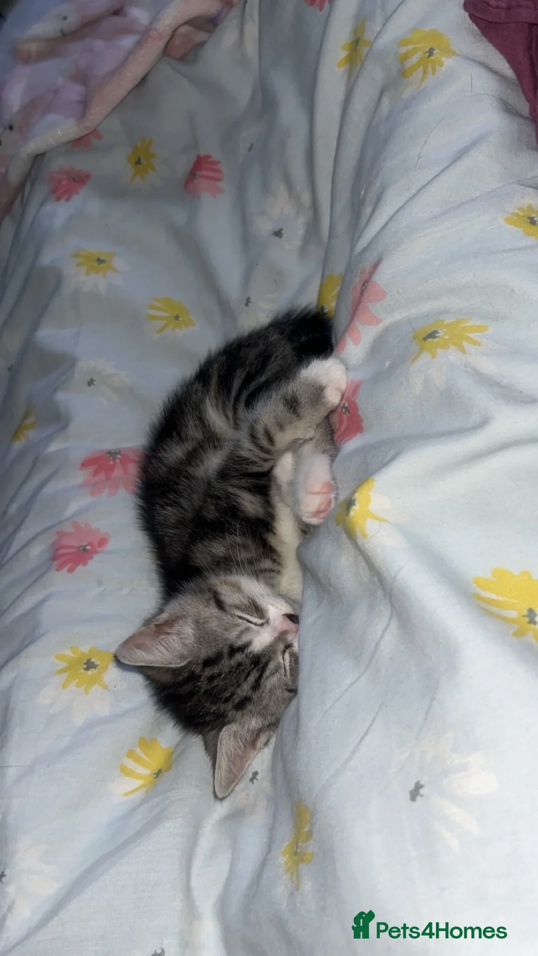 Mixed Breed cats for sale: Kitten in Larbert - Advert 3