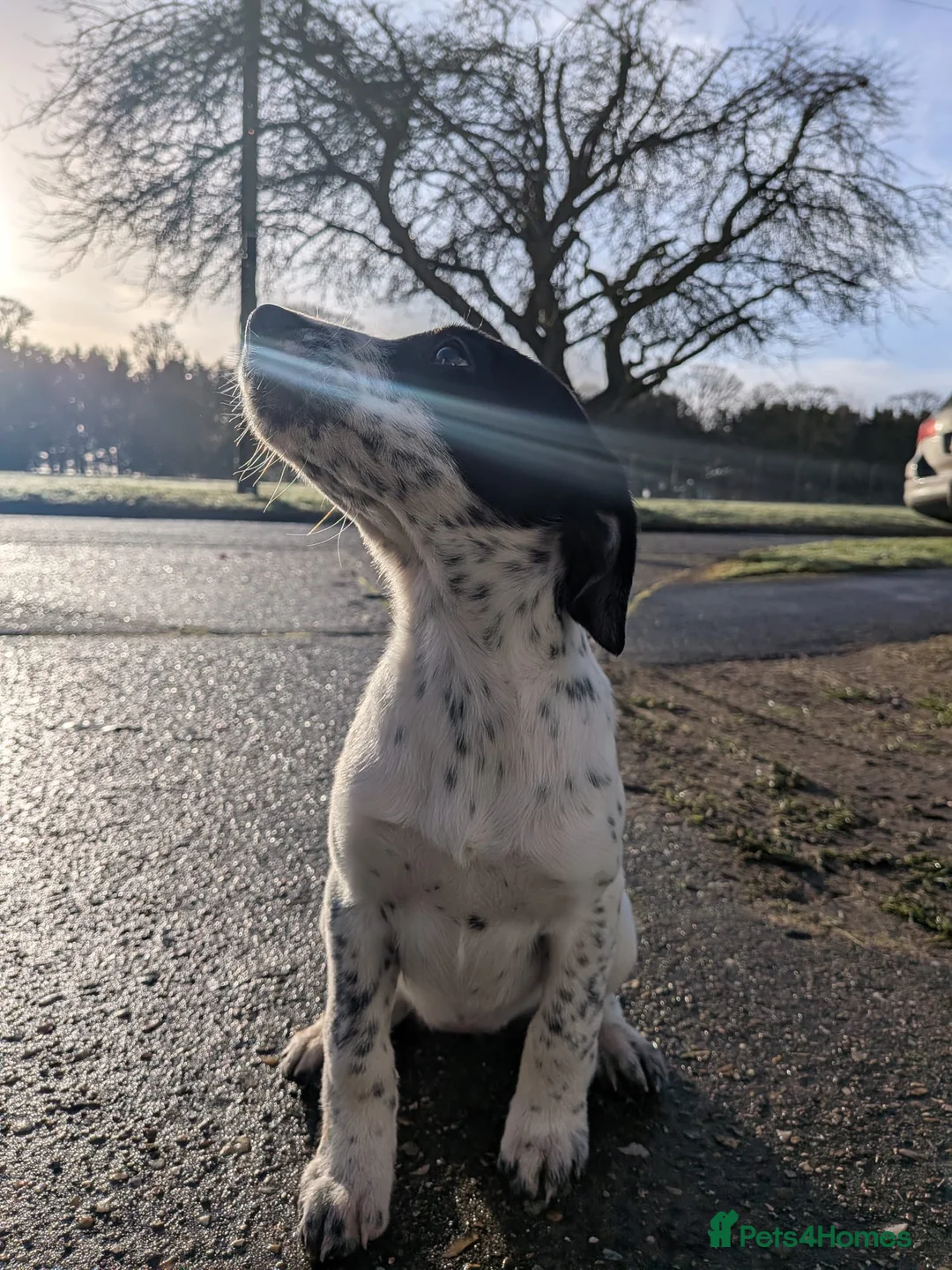 Mixed Breed dogs for sale: Beautiful Collie x Dalmatian Puppies - Advert 16