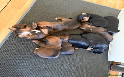 Yorkshire Terrier dogs for sale: Yorkshire Terrier  - Advert 18