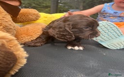 Cocker Spaniel dogs for sale: Miniature working Cocker spaniel puppies for sale - Image 20
